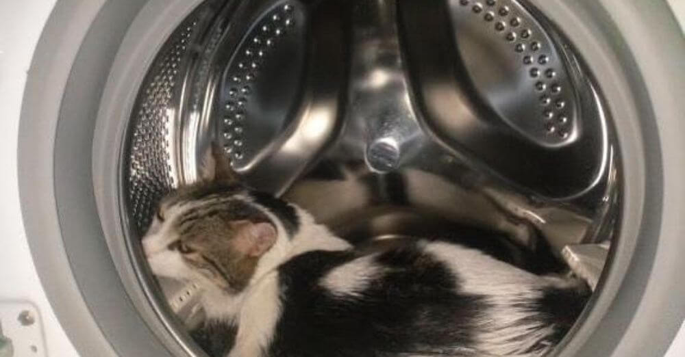 Λατρεμένος ηθοποιός έβαλε τη γάτα του στο πλυντήριο!