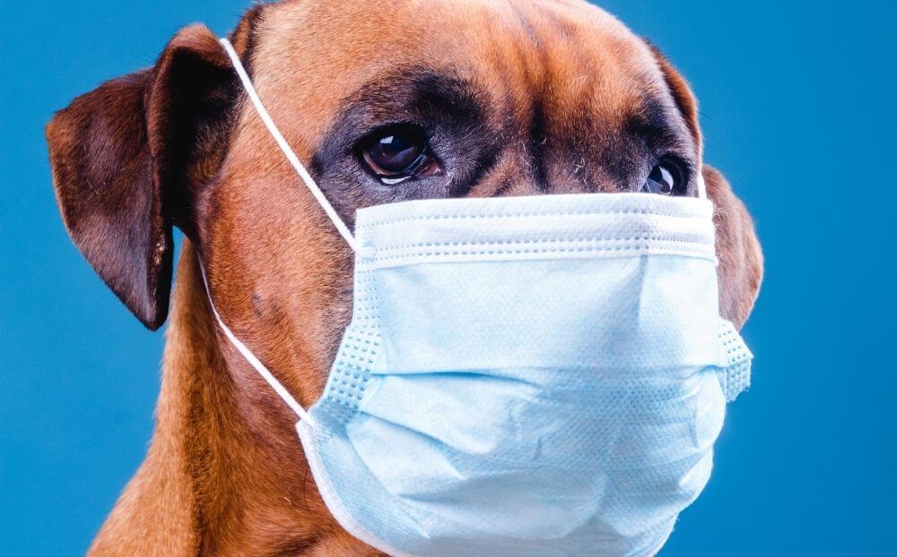 Κορονοϊός: Κι όμως σκύλοι εκπαιδεύονται κι εντοπίζουν τον ιο!