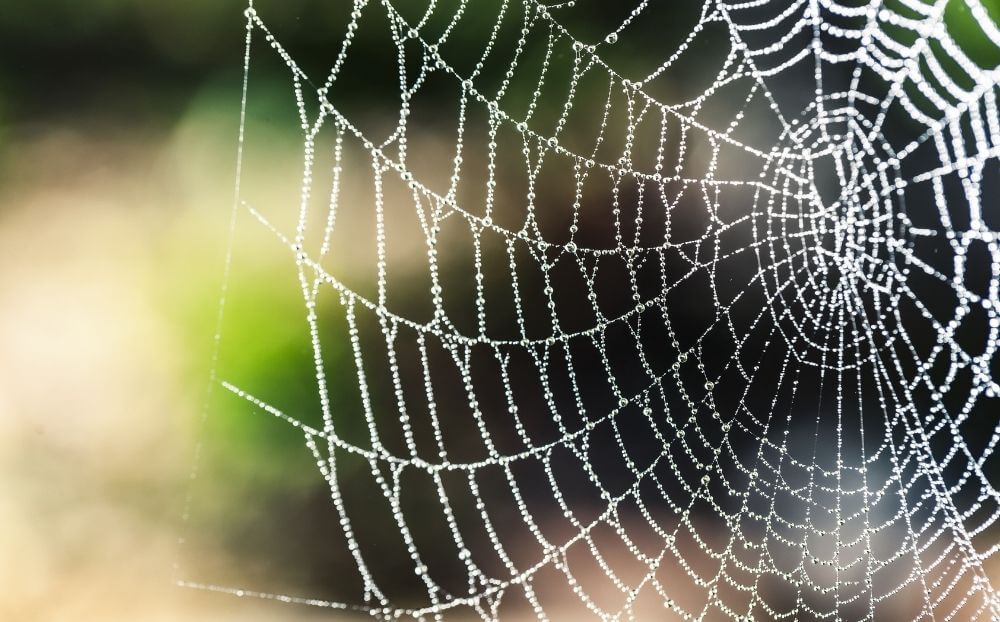 Ο τεράστιος ιστός αράχνης που έγινε viral