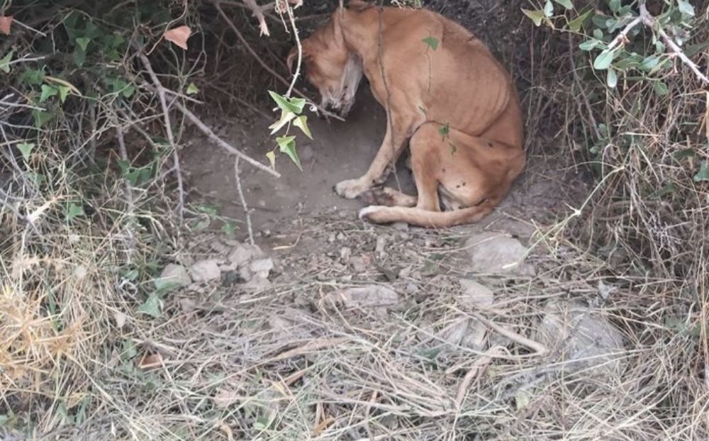 Σοκ στην Κερατέα: Κρεμασμένο σκυλί βρέθηκε σε αγροτική περιοχή