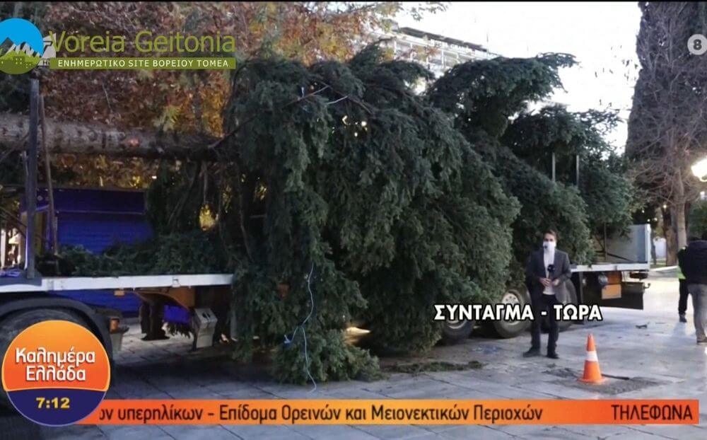 Στολίζεται το κέντρο της Αθήνας - Αυτό το χριστουγεννιάτικο δέντρο έβαλαν στο Σύνταγμα (Βίντεο)